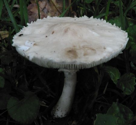 Lepiota alba